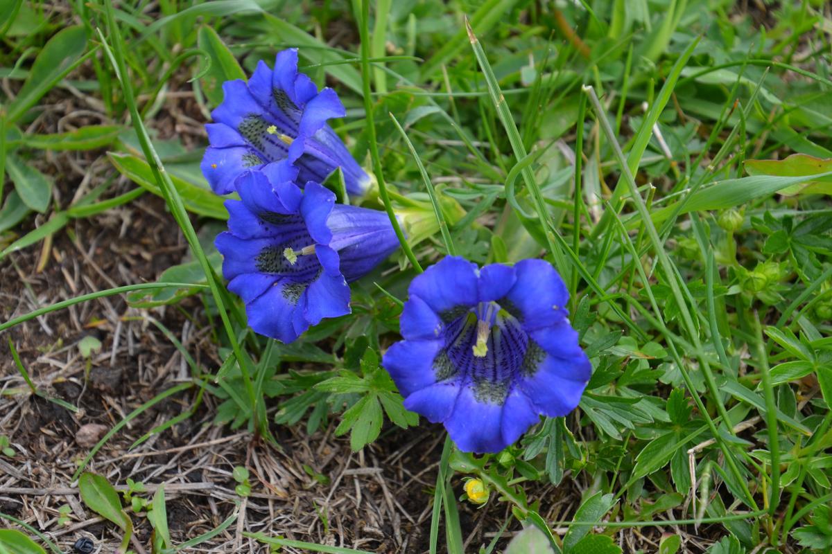 Rittner Horn 09.06.2018